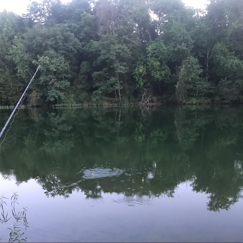 Meet your Posher, Cat